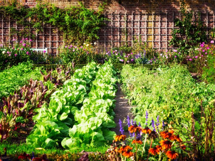 Comment concevoir un jardin écologique ?