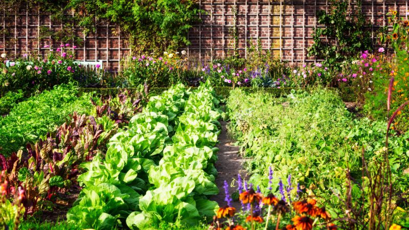Comment concevoir un jardin écologique ?