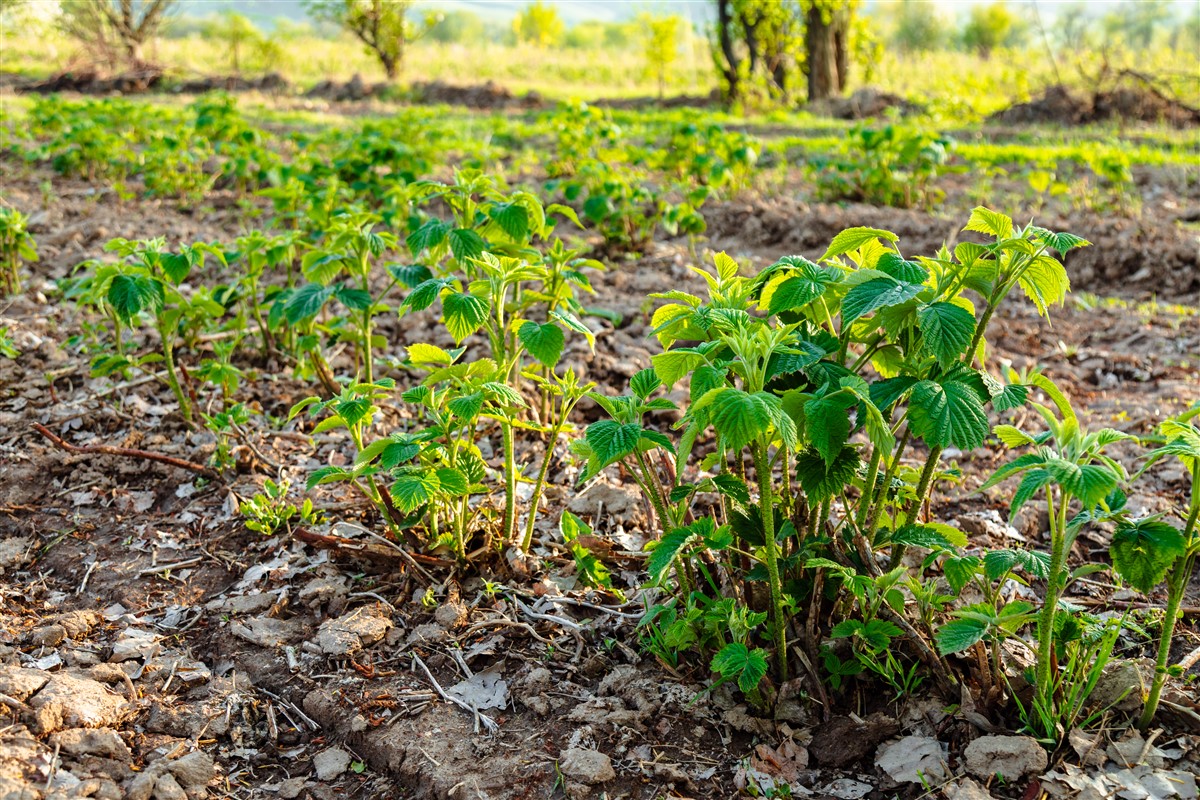 Cultivation ashwagandha saine