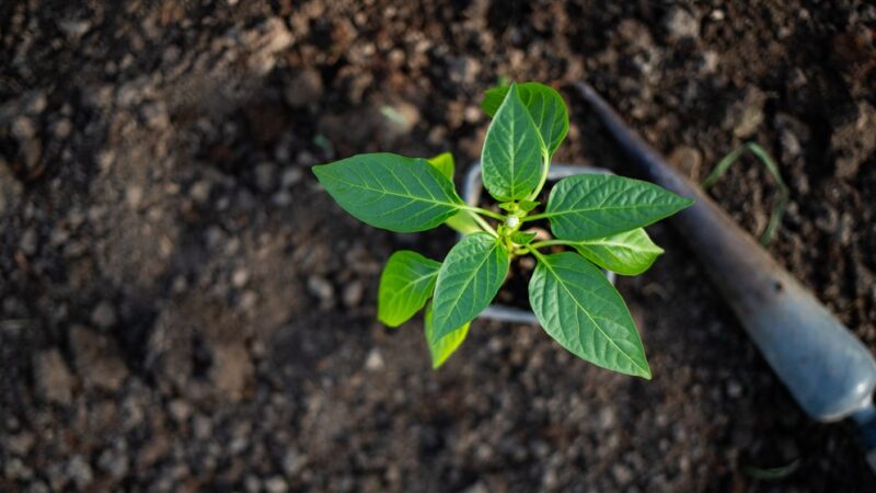 Cultivation d’ashwagandha : conseils pour une récolte abondante et saine