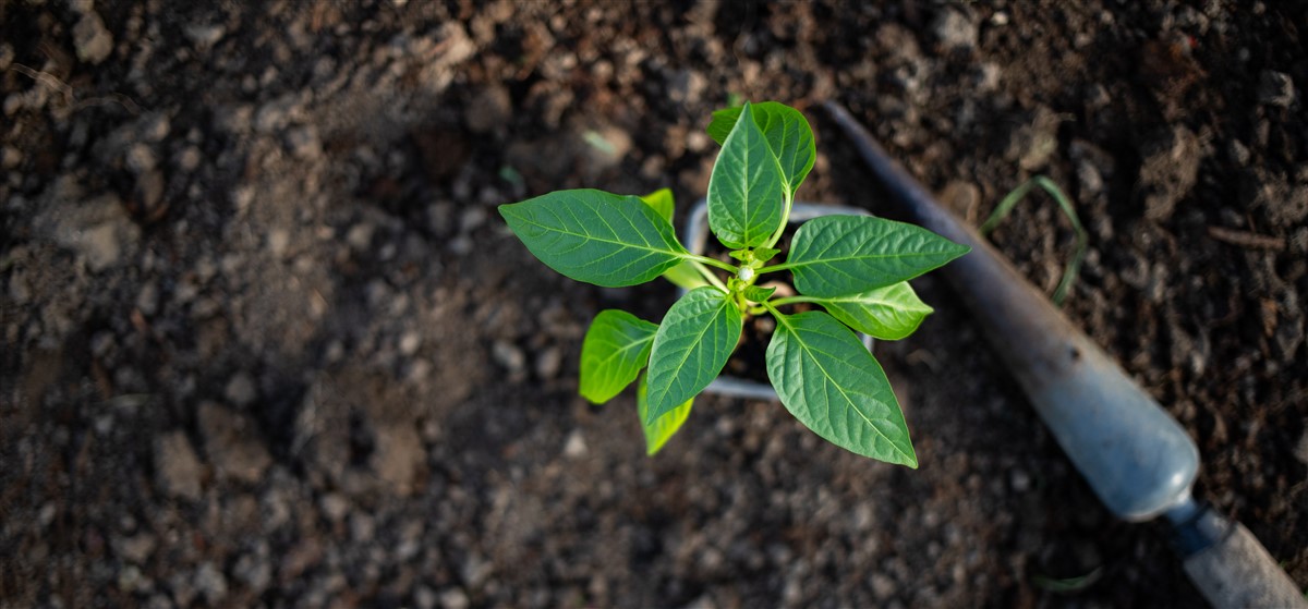 Cultivation d’ashwagandha : conseils pour une récolte abondante et saine