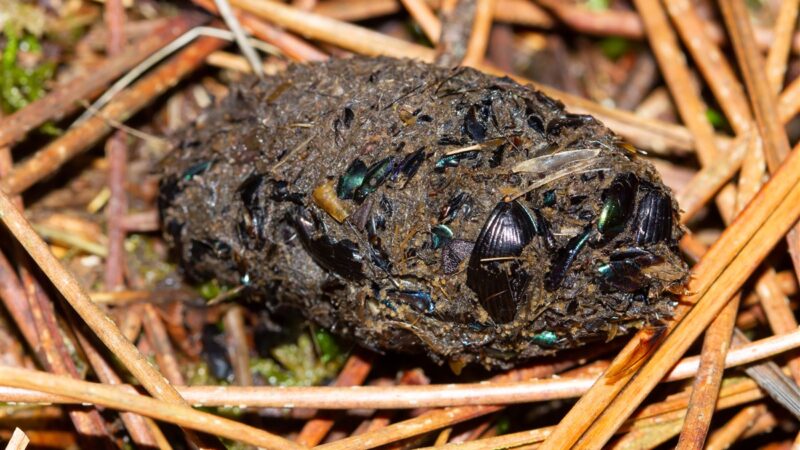 Crottes de blaireaux et biodiversité : quel impact sur nos écosystèmes ?