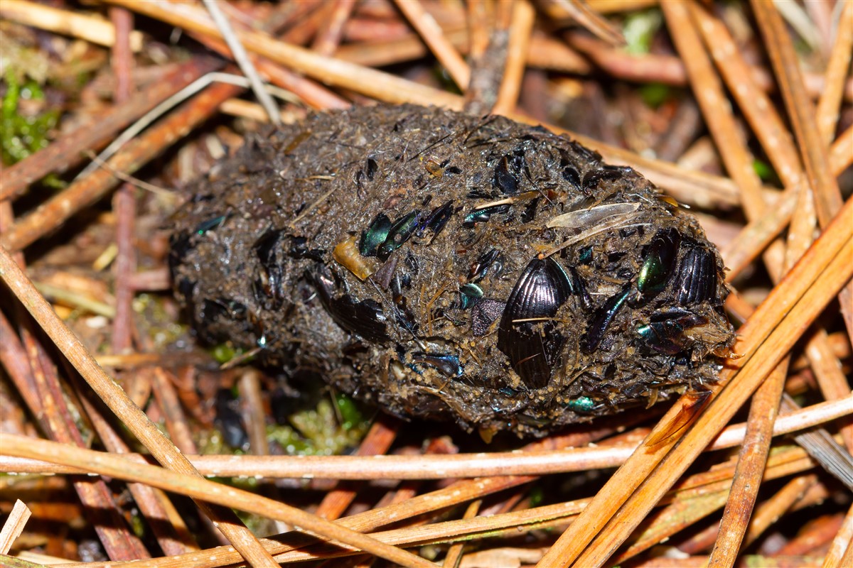 Crottes de blaireaux et biodiversité : quel impact sur nos écosystèmes ?