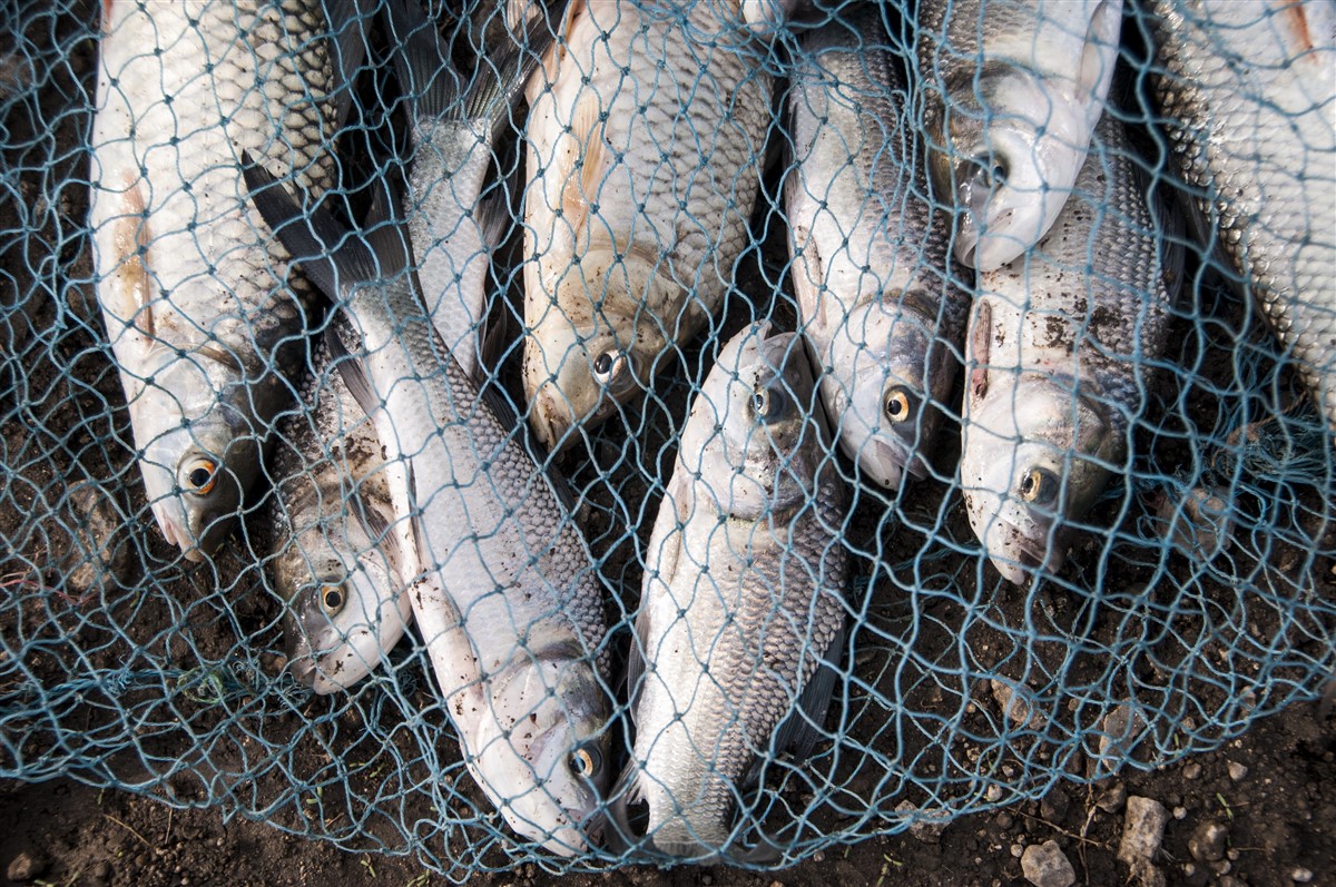 effets dévastateurs de la pêche industrielle