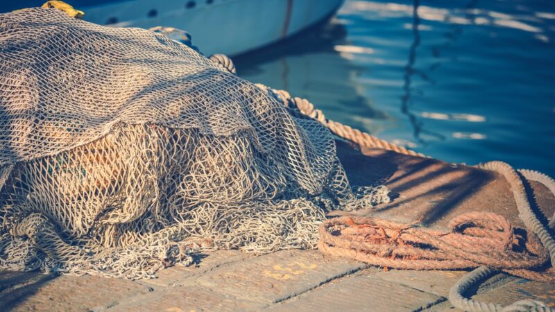 Les effets dévastateurs de la pêche industrielle sur la biodiversité marine