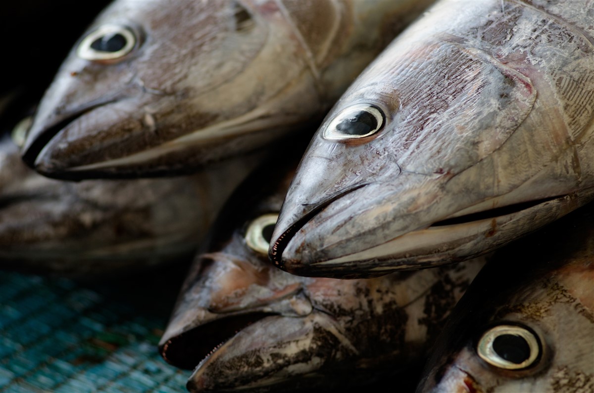 évacuation de poissons morts via les toilettes