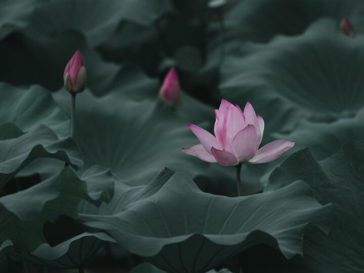 Signification ésotérique de la pierre spirituelle associée à la fleur de lotus