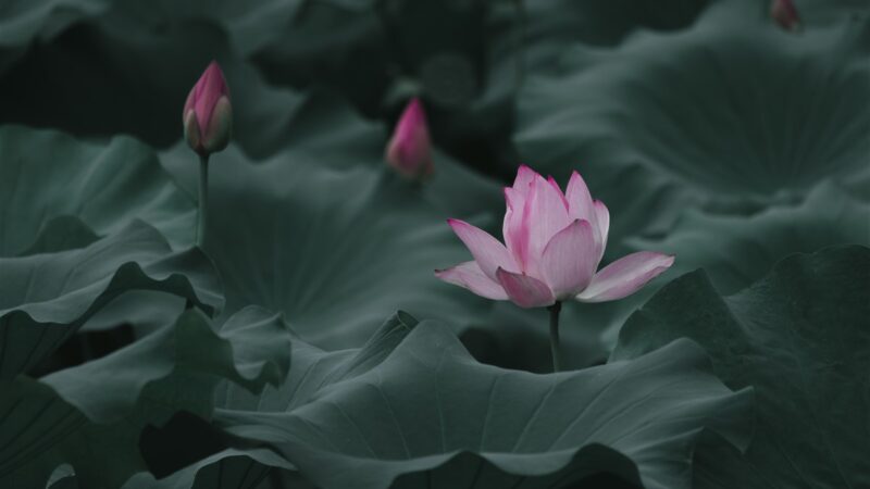 Signification ésotérique de la pierre spirituelle associée à la fleur de lotus