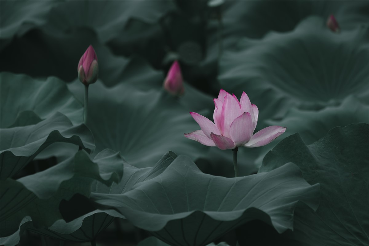 Signification ésotérique de la pierre spirituelle associée à la fleur de lotus