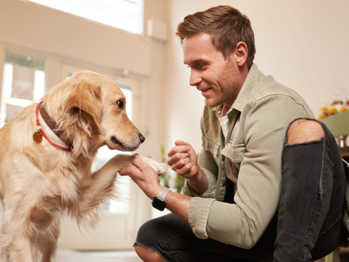 Accessoires bio pour chiens : optez pour des produits durables et respectueux de l’environnement