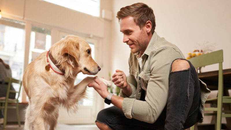 Accessoires bio pour chiens : optez pour des produits durables et respectueux de l’environnement